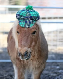 Finn4