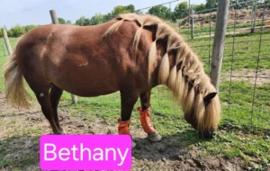 bethany 1