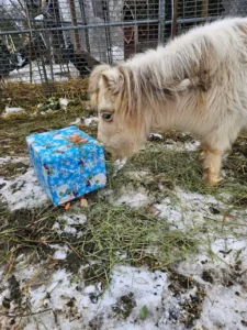 donkey opening a gift