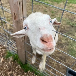 goat looking at you