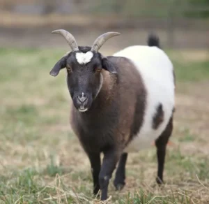 goats 1