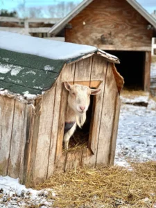 goats 2