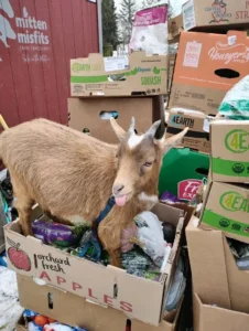 goats 4