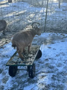 goats 5