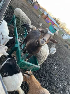goats 6