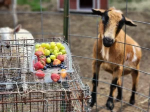 goats 7
