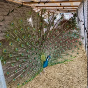 peacock benny